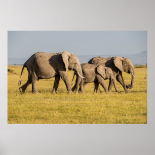 Elephant Family Walking Poster