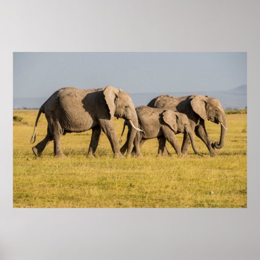 Elephant Family Walking Poster (Voorkant)