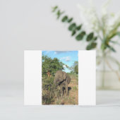 Elephant feed Uda Walawe Nationaal Park Briefkaart (Staand voorkant)