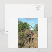 Elephant feed Uda Walawe Nationaal Park Briefkaart (Voorkant / Achterkant)