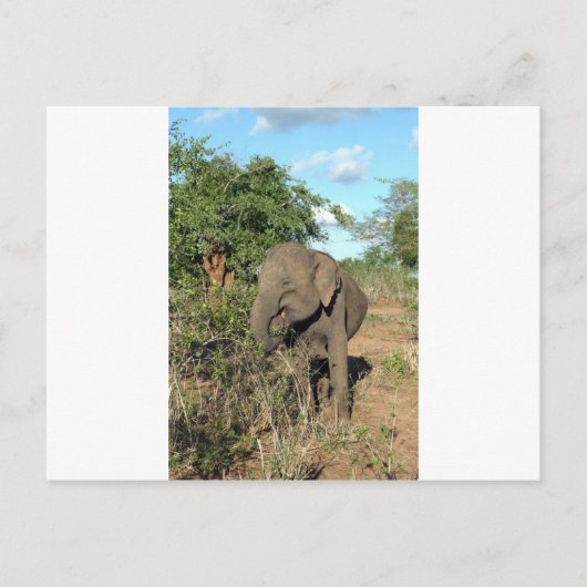 Elephant feed Uda Walawe Nationaal Park Briefkaart (Voorkant)