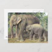Elephant-fokcentrum chitwan - babby en mammie briefkaart (Voorkant / Achterkant)