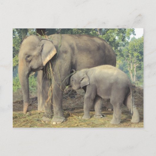 Elephant-fokcentrum chitwan - babby en mammie briefkaart (Voorkant)