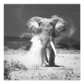 Elephant Foto Afdruk (Voorkant)