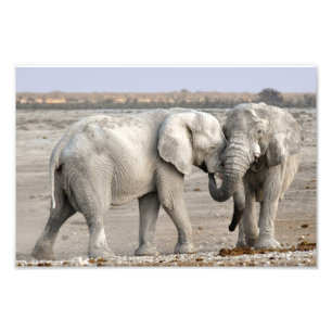 Elephant Foto Afdruk