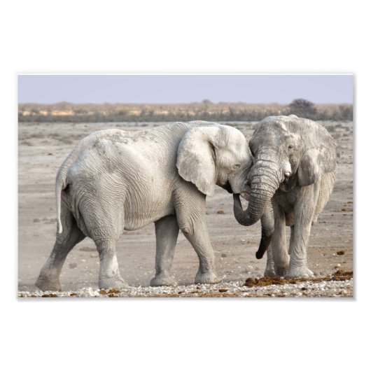 Elephant Foto Afdruk (Voorkant)