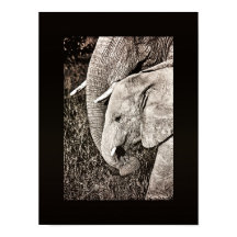 Elephant foto Afrikaanse kunst PORTFOLIO formaat
