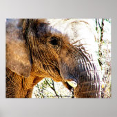 Elephant-foto Poster (Voorkant)