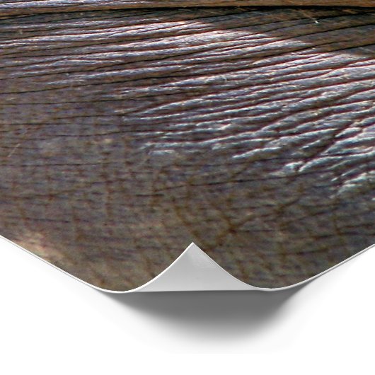 ELEPHANT FUN POSTER (Hoek)