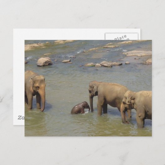 Elephant Herd Briefkaart (Voorkant / Achterkant)