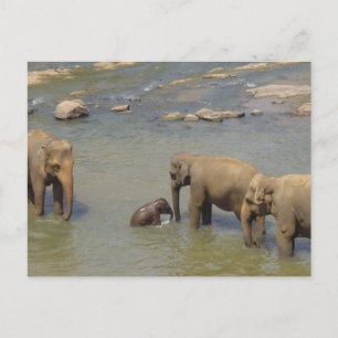 Elephant Herd Briefkaart