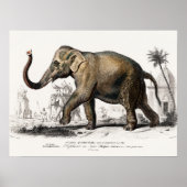 Elephant Illustration  Art Print (Voorkant)