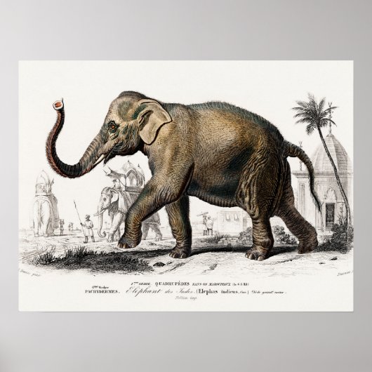 Elephant Illustration  Art Print (Voorkant)