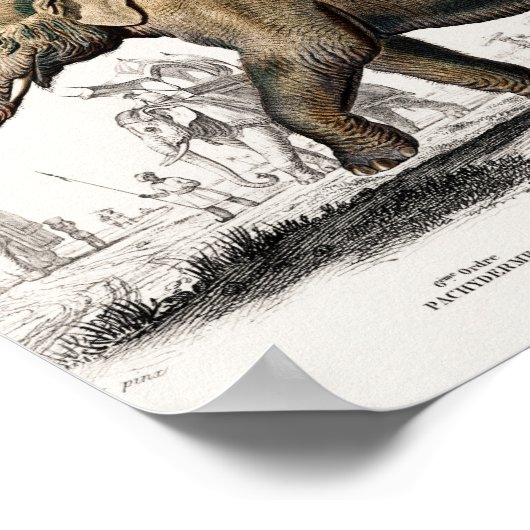 Elephant Illustration Art Print (Hoek)