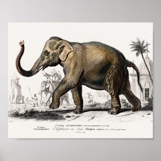 Elephant Illustration  Art Print (Voorkant)
