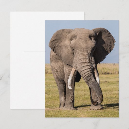 Elephant in een agressief middel briefkaart (Voorkant / Achterkant)