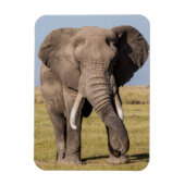 Elephant in een agressief middel magneet (Verticaal)