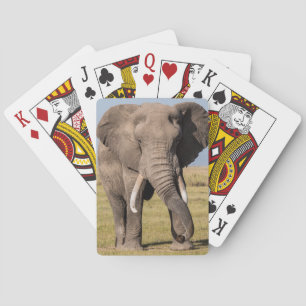Elephant in een agressief middel pokerkaarten