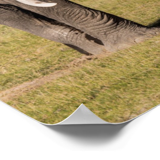 Elephant in een agressief middel poster (Hoek)