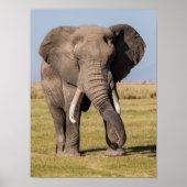 Elephant in een agressief middel poster (Voorkant)
