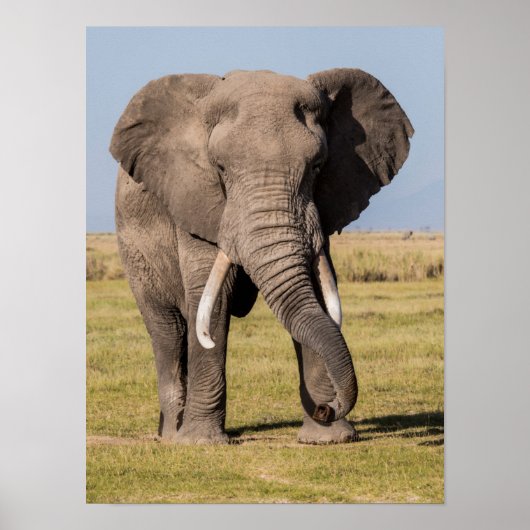 Elephant in een agressief middel poster (Voorkant)