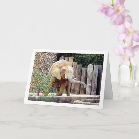 Elephant in Park Kaart (Orchidee)