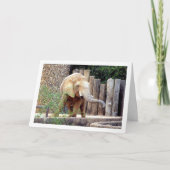 Elephant in Park Kaart (Voorkant)