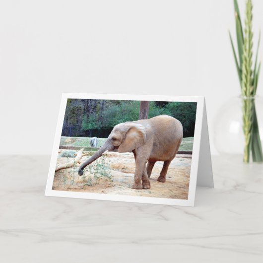 Elephant in Park Portrait Kaart (Voorkant)
