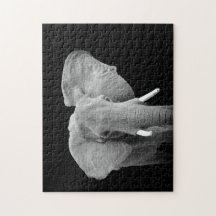 Elephant in zwart-wit