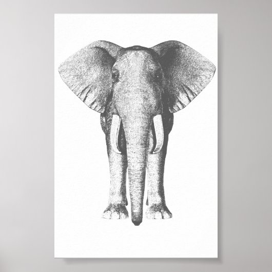 Elephant in zwart-wit poster (Voorkant)