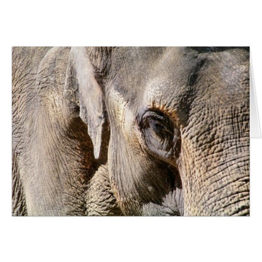 ELEPHANT KAART (Voorkant Horizontaal)