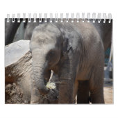 Elephant Kalender (Hoes)