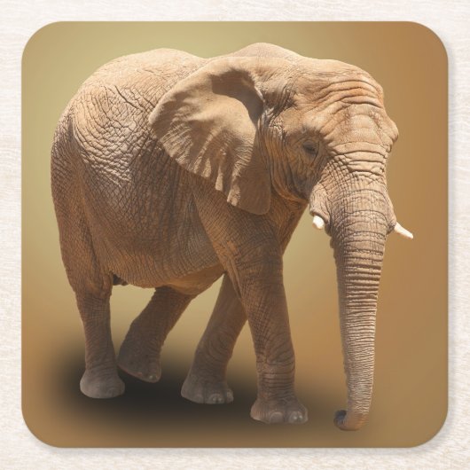 ELEPHANT KARTONNEN ONDERZETTERS (Voorkant)