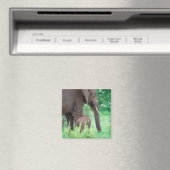 Elephant lactation magneet (Insitu (Vaatwasser))