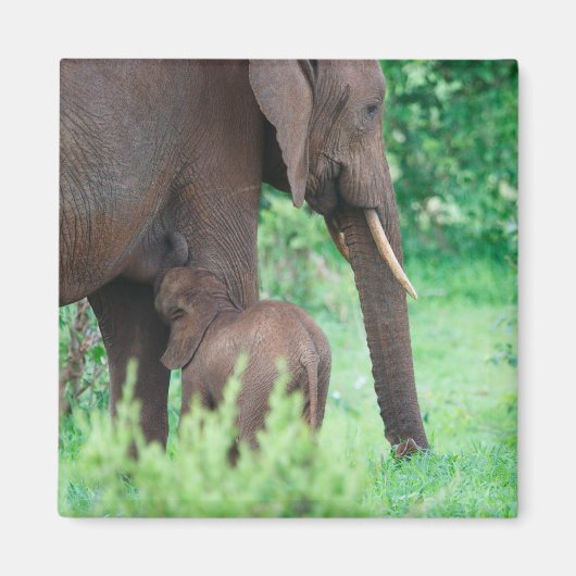 Elephant lactation magneet (Voorkant)