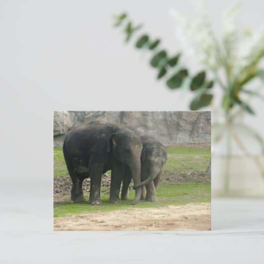 Elephant Loe Briefkaart (Staand voorkant)