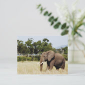 Elephant lopend Masai Mara Plains, Kenia briefkaar Briefkaart (Staand voorkant)