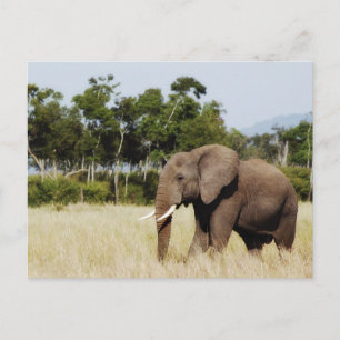 Elephant lopend Masai Mara Plains, Kenia briefkaar Briefkaart