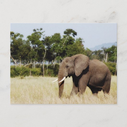 Elephant lopend Masai Mara Plains, Kenia briefkaar Briefkaart (Voorkant)