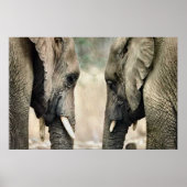 Elephant Lovers Art Gifts Poster (Voorkant)