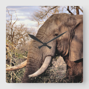Elephant Lovers Art Vierkante Klok