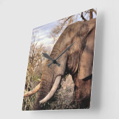 Elephant Lovers Art Vierkante Klok (Hoek)