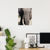 Elephant (Loxodonta africana), Abu Camp 3 Poster (Thuiskantoor)
