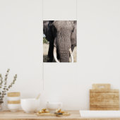 Elephant (Loxodonta africana), Abu Camp 3 Poster (Keuken)