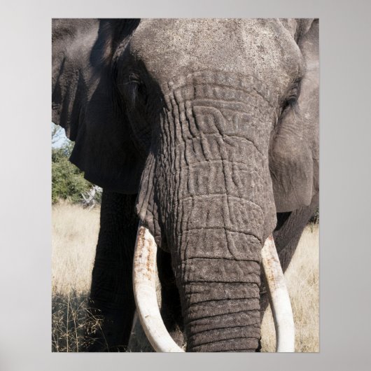 Elephant (Loxodonta africana), Abu Camp 3 Poster (Voorkant)
