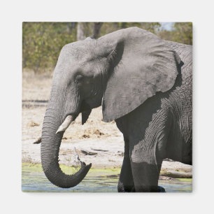 Elephant (Loxodonta africana), Savute Channel Magneet