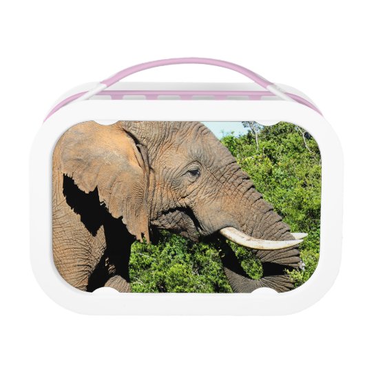 Elephant Lunchbox (Voorkant)