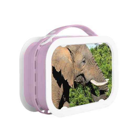 Elephant Lunchbox (Rechts)
