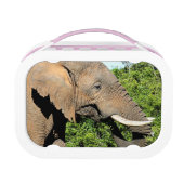 Elephant Lunchbox (Achterkant)