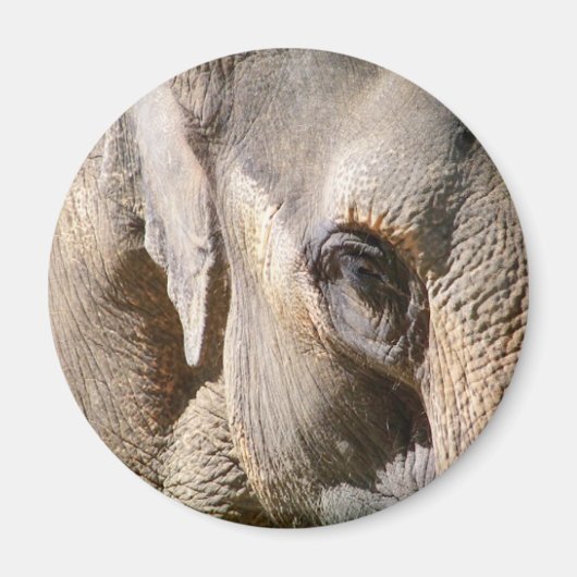 ELEPHANT MAGNEET (Voorkant)